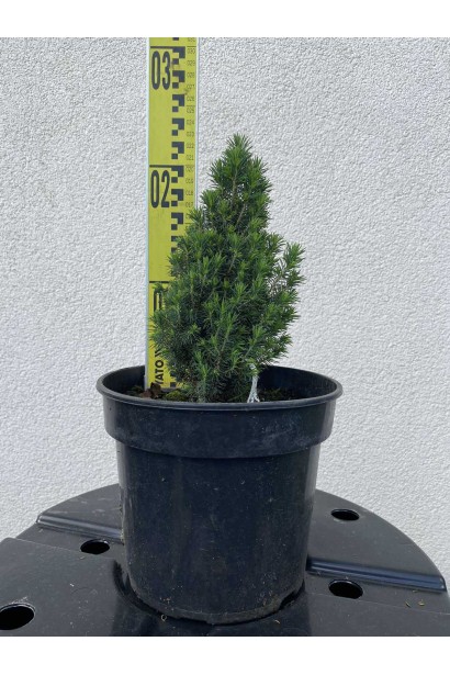 Ялина канадська Пікколо - 3л/вис.15-20см/Ø10-15см